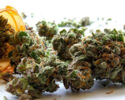 Outbreak THC