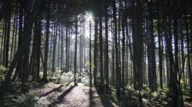 Climate