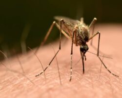 Dengue