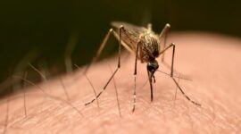 Dengue
