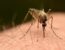 Dengue
